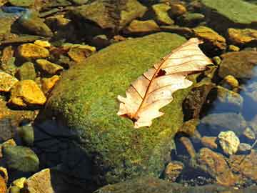 新蔡生育保險(xiǎn)（郟縣生育保險(xiǎn)）